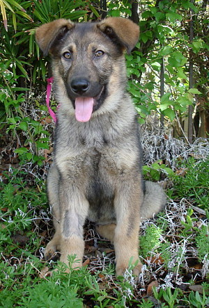 lacey von bremen sitting n6